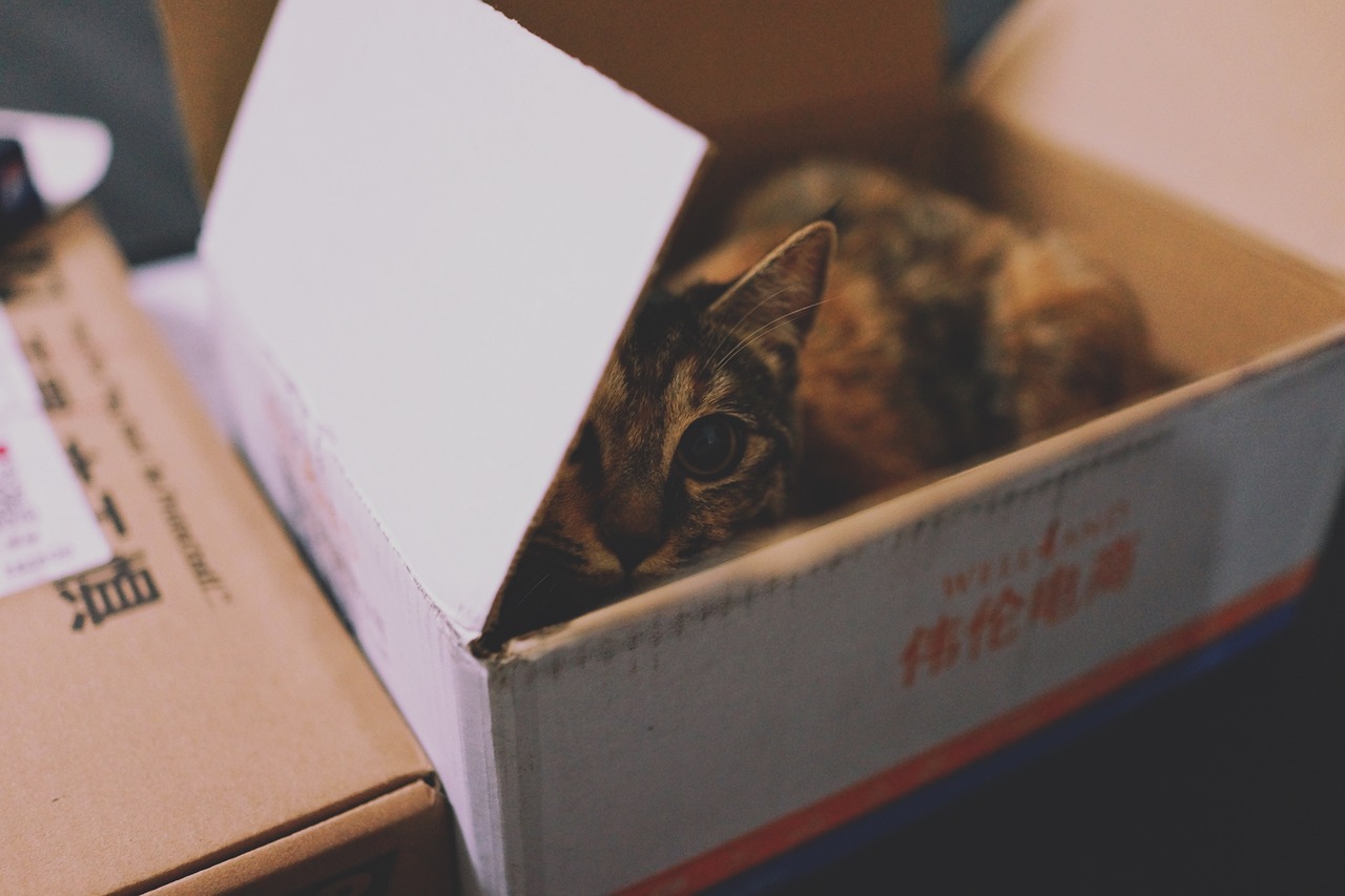 Karton Paket Katze